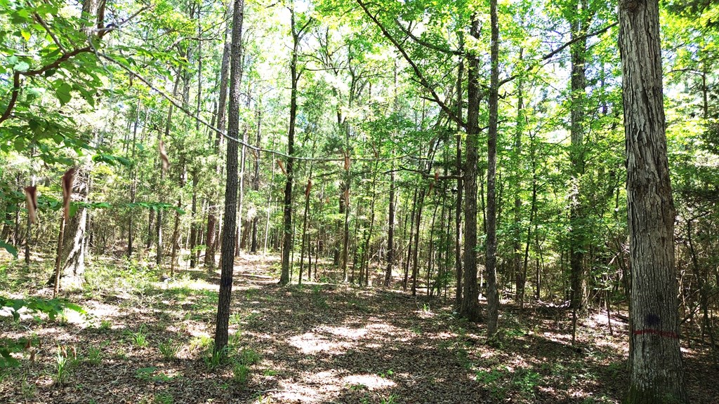 Parcel#41620 Cr 4720 Property Photo 7