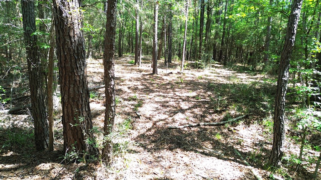 Parcel#41620 Cr 4720 Property Photo 19