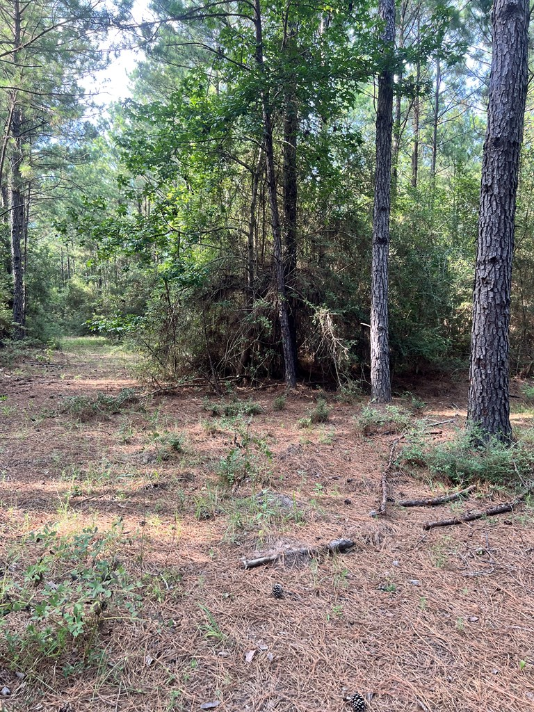 Pid#28125 Lot79 Pr 8558 Property Photo 4