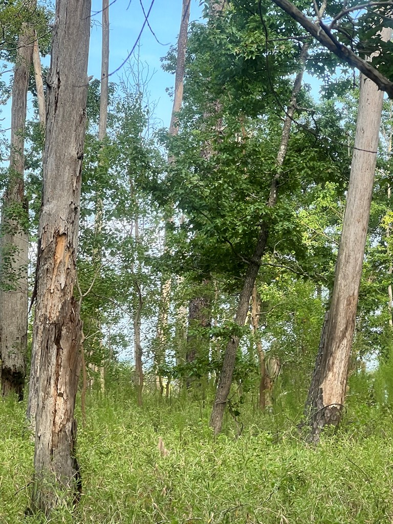 Pid#28125 Lot79 Pr 8558 Property Photo 15