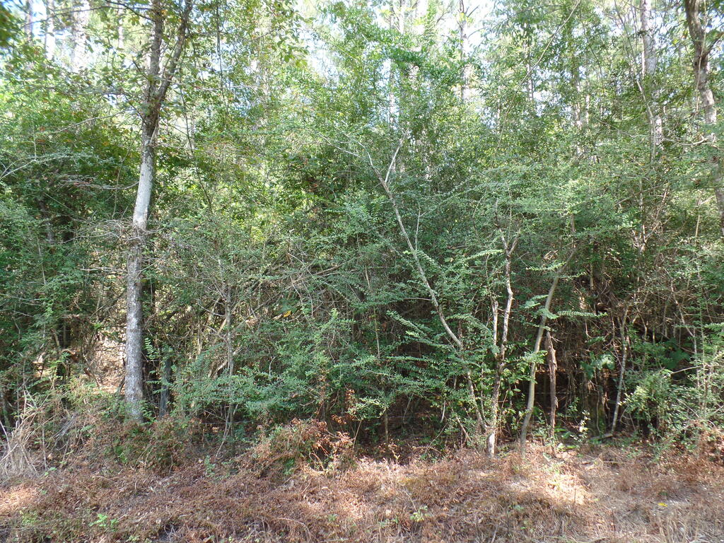 795 County Road 580 Property Photo 3