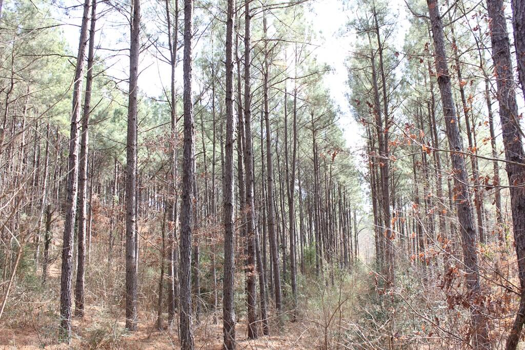 Pid 7331 Us 59 N Property Photo 3