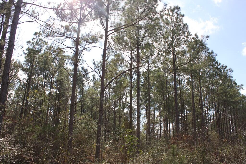 Pid 7331 Us 59 N Property Photo 6