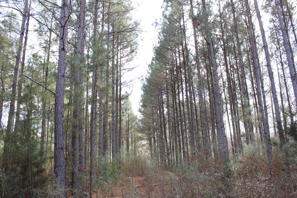 Pid 7331 Us 59 N Property Photo 9
