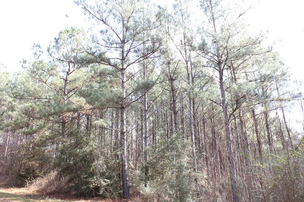 Pid 7331 Us 59 N Property Photo 10