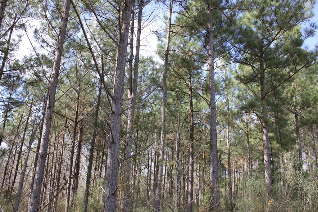Pid 7331 Us 59 N Property Photo 14