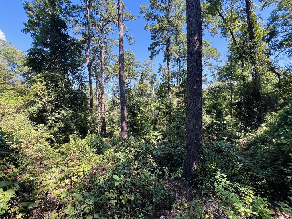 244 Pine Cone Lane Property Photo 3