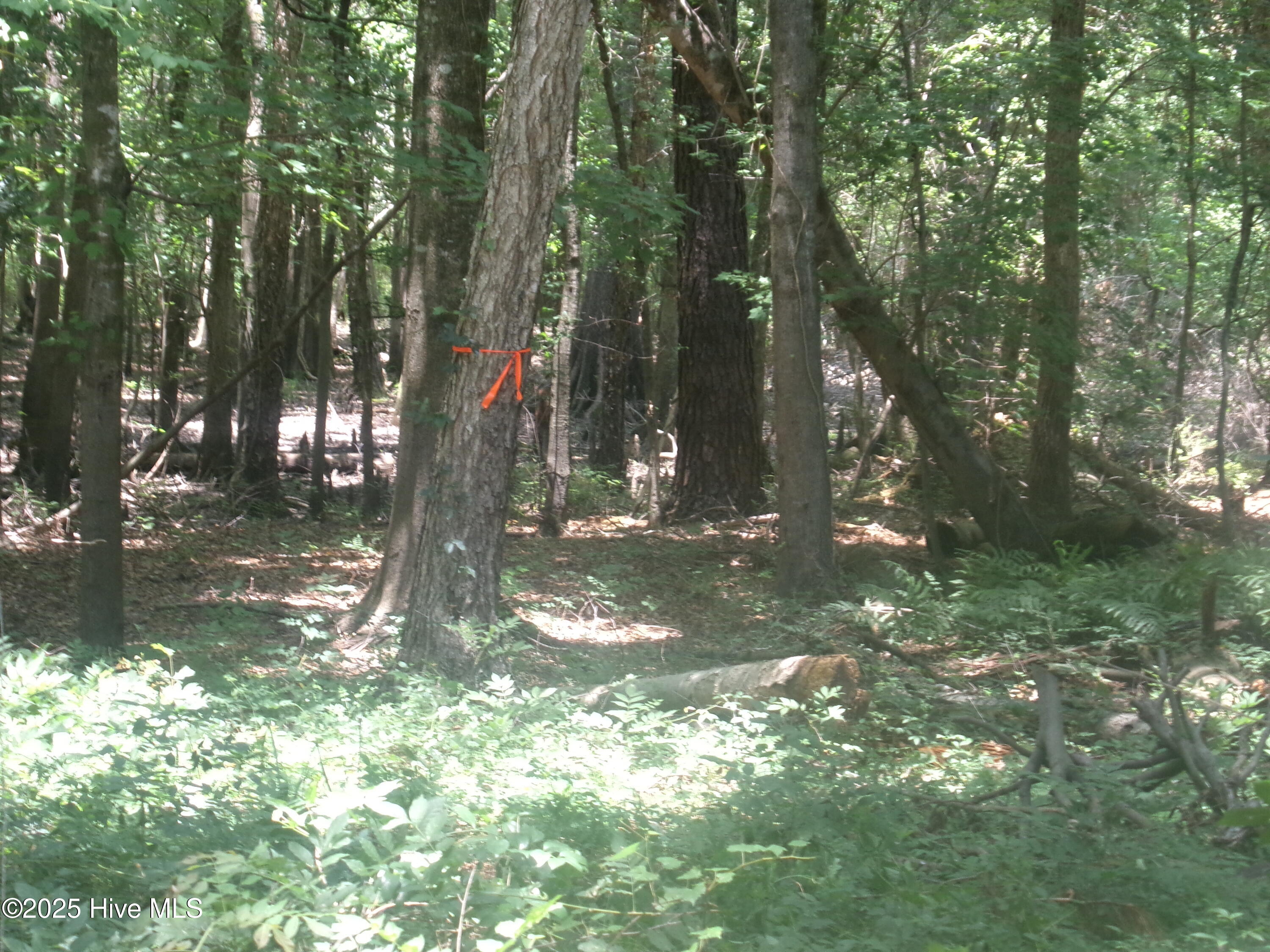 Near 221 Causey Road Property Photo 12