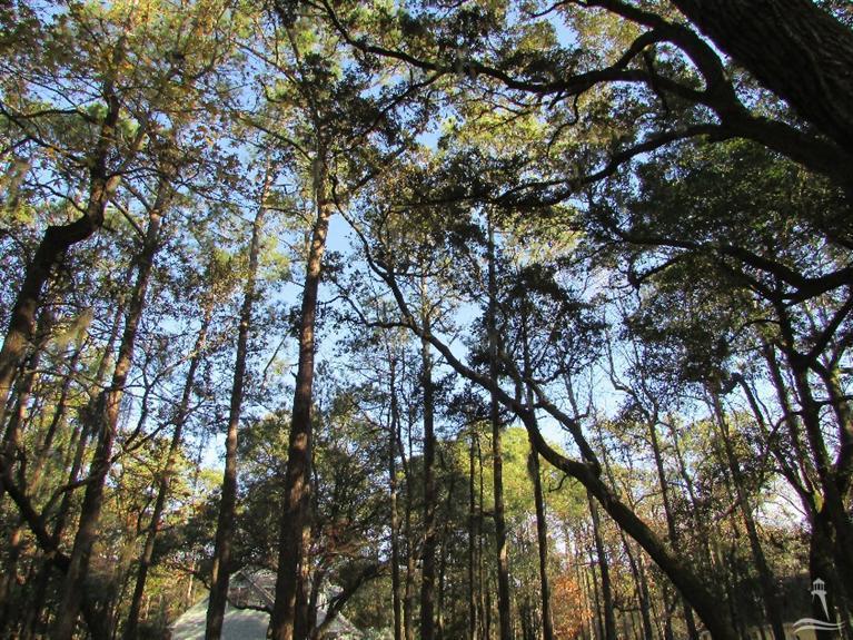221 Fox Squirrel Lane Property Photo 6