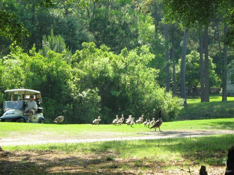 221 Fox Squirrel Lane Property Photo 20