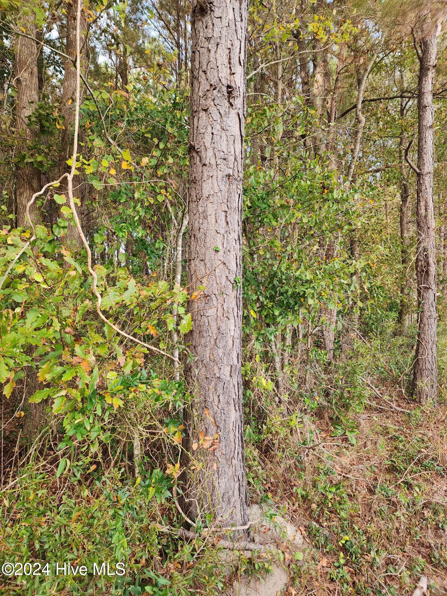 23.57 Ac Piney Woods Road Property Photo 2