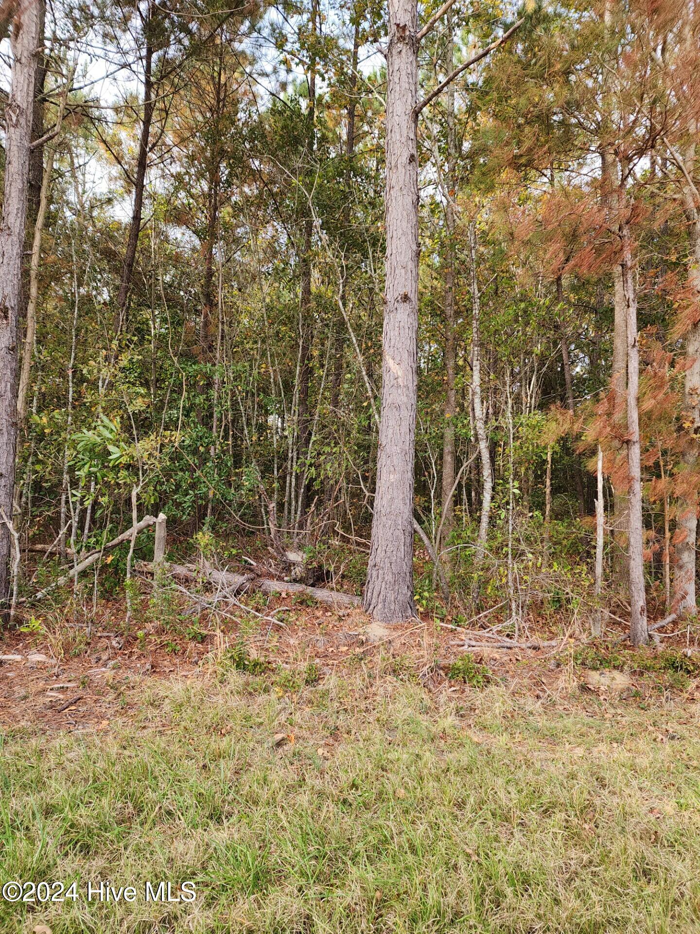 23.57 Ac Piney Woods Road Property Photo 4