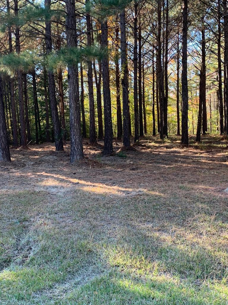 242 Plumtree Circle Property Photo 10