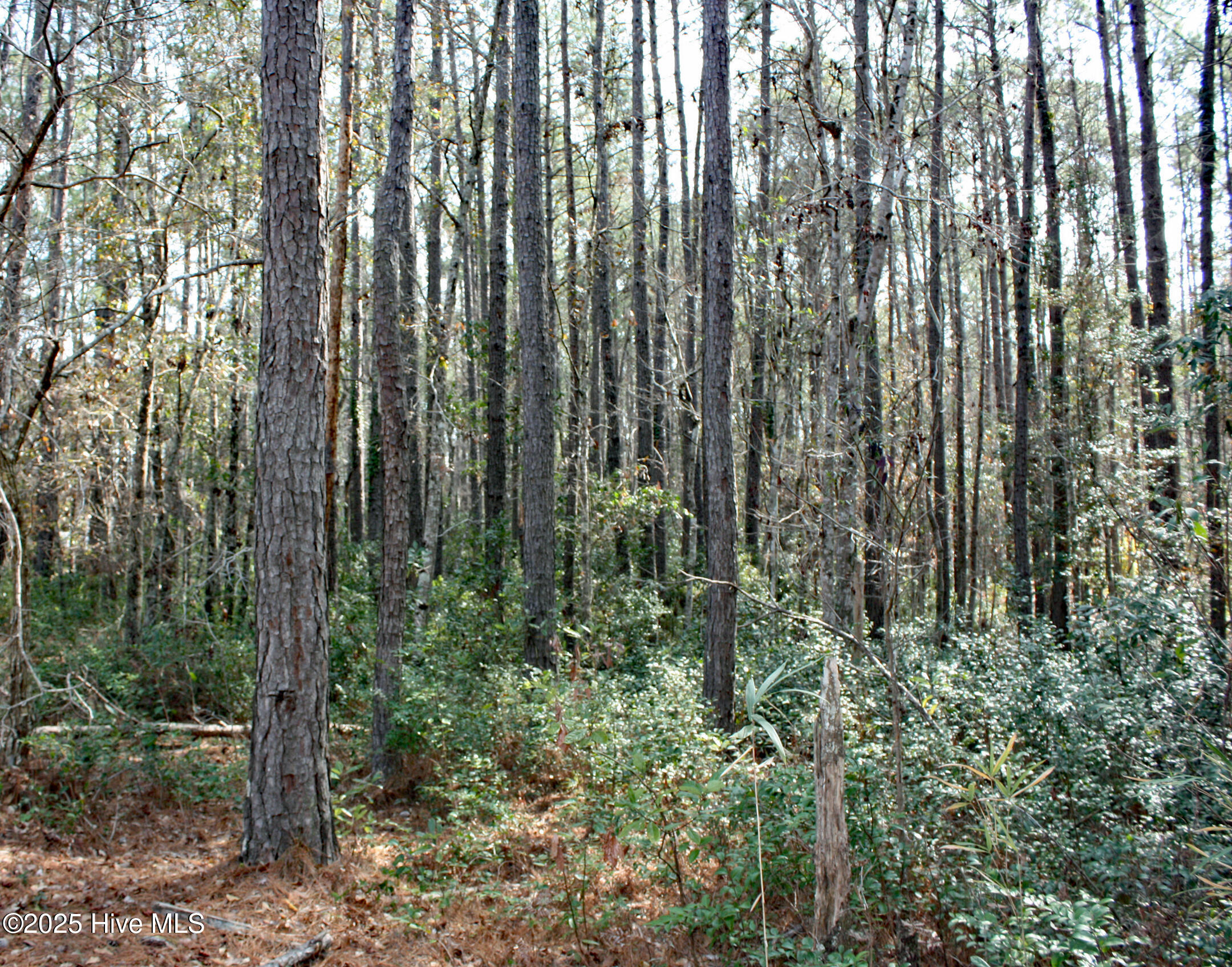 543 Lindgrove Place Property Photo 4
