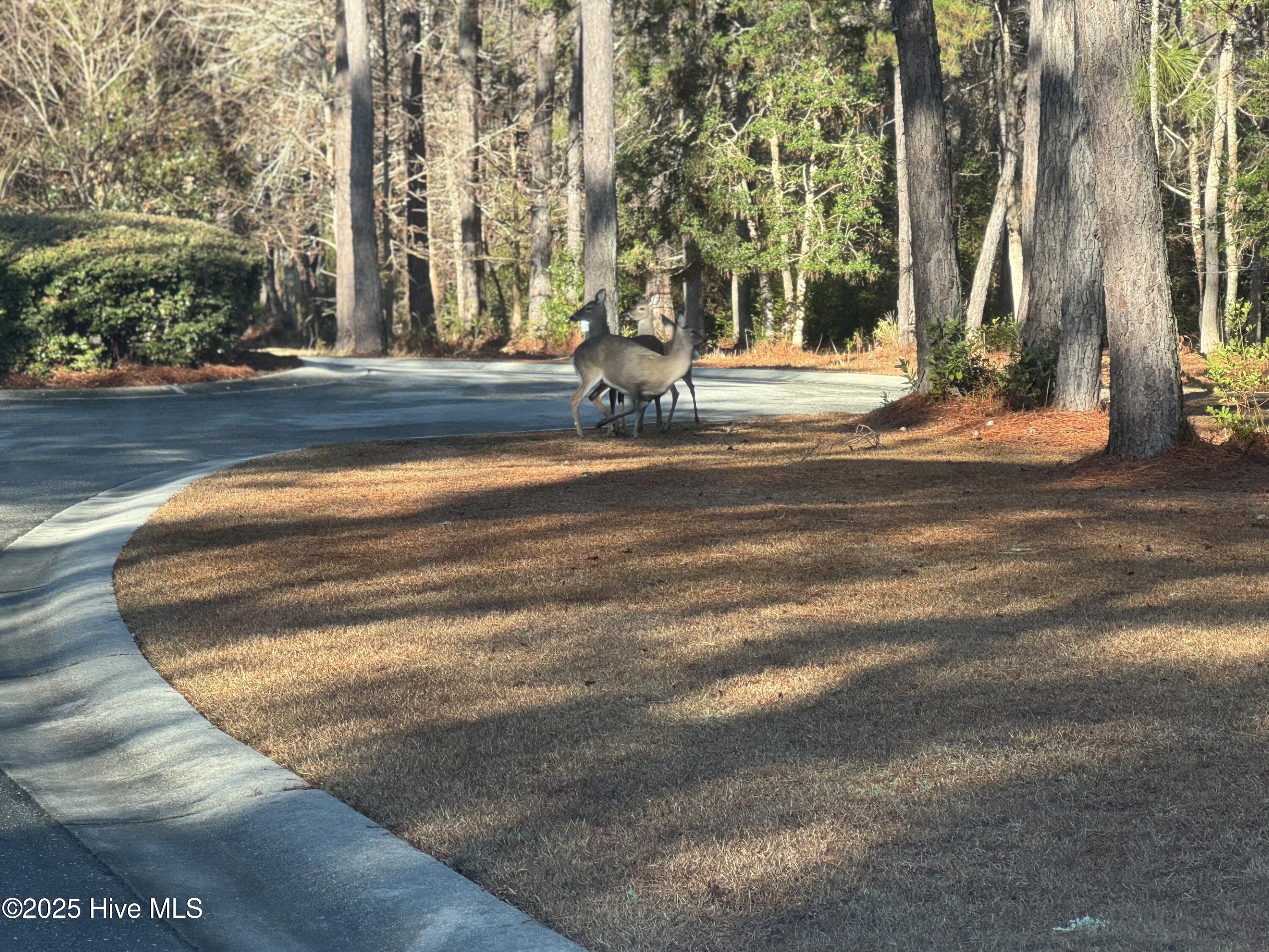 608 Pontalba Drive Property Photo 1