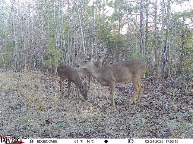 0 Off Us Hwy 264 Property Photo 15