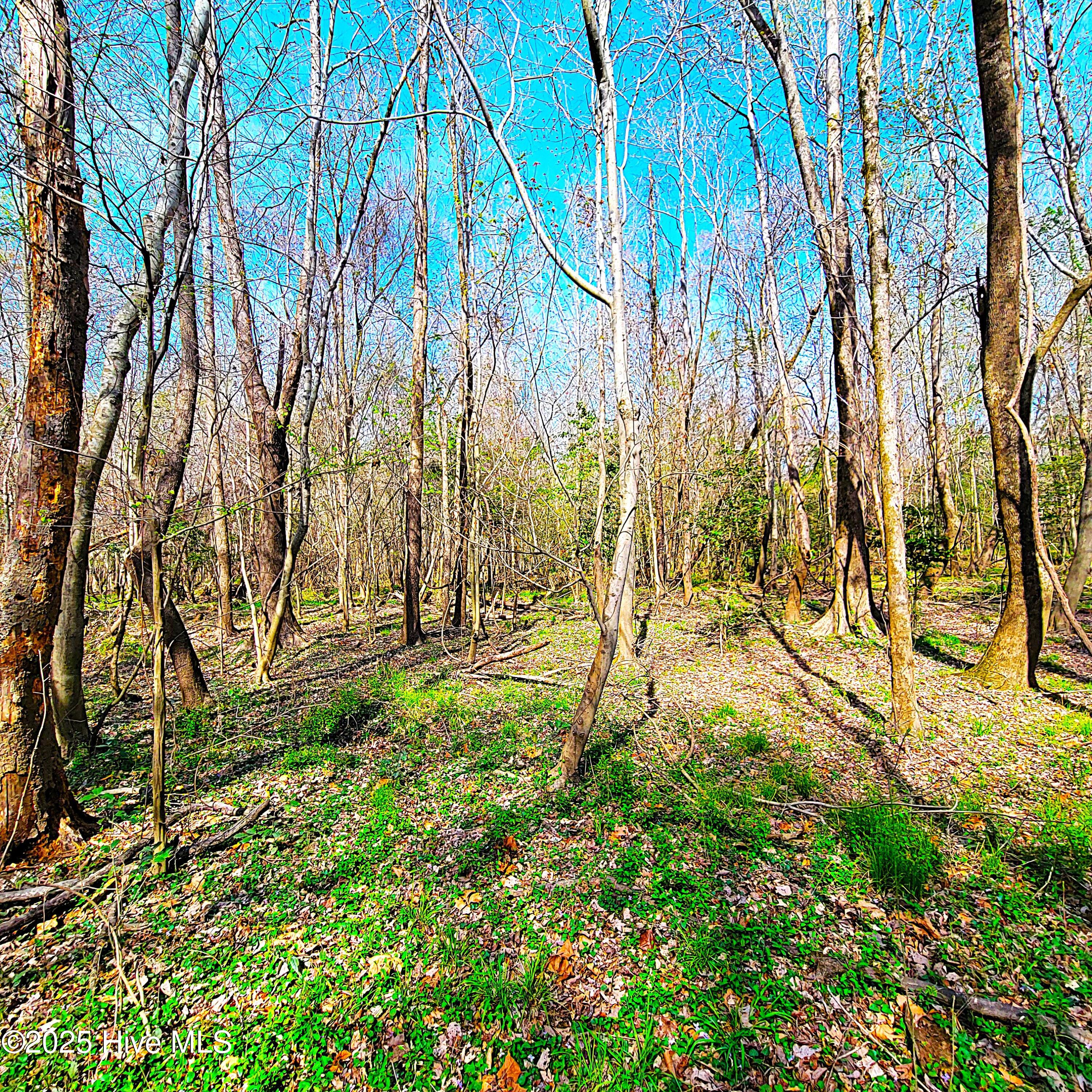 84 Acre Private Island, Cape Fear Rive Property Photo 17