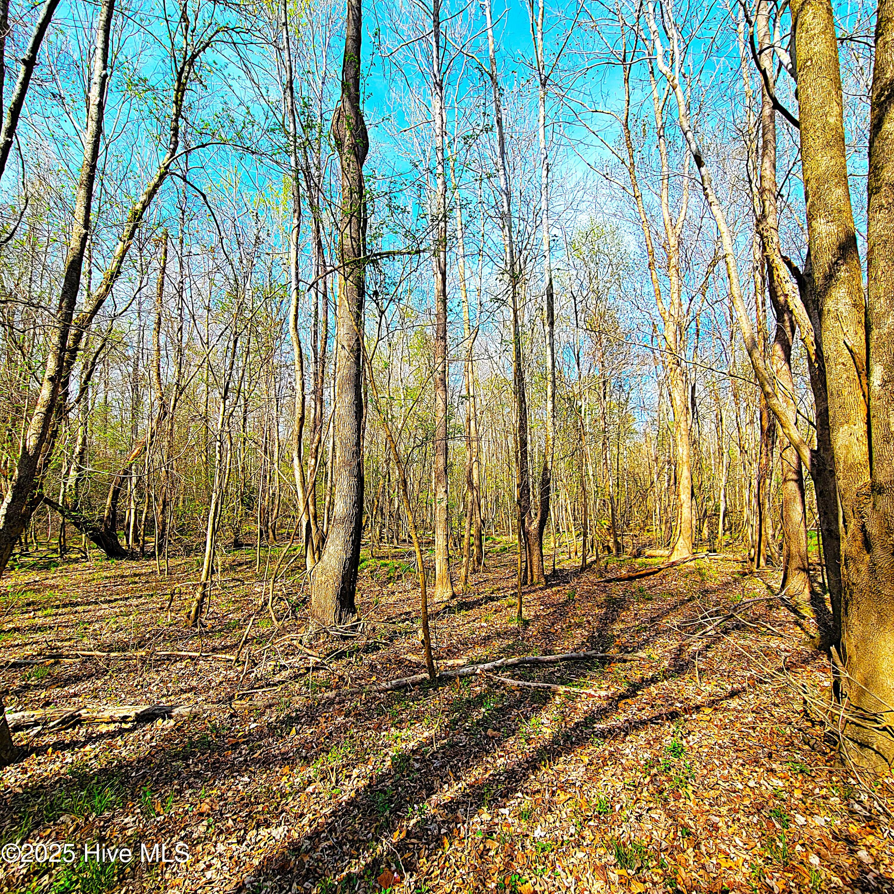 84 Acre Private Island, Cape Fear Rive Property Photo 23