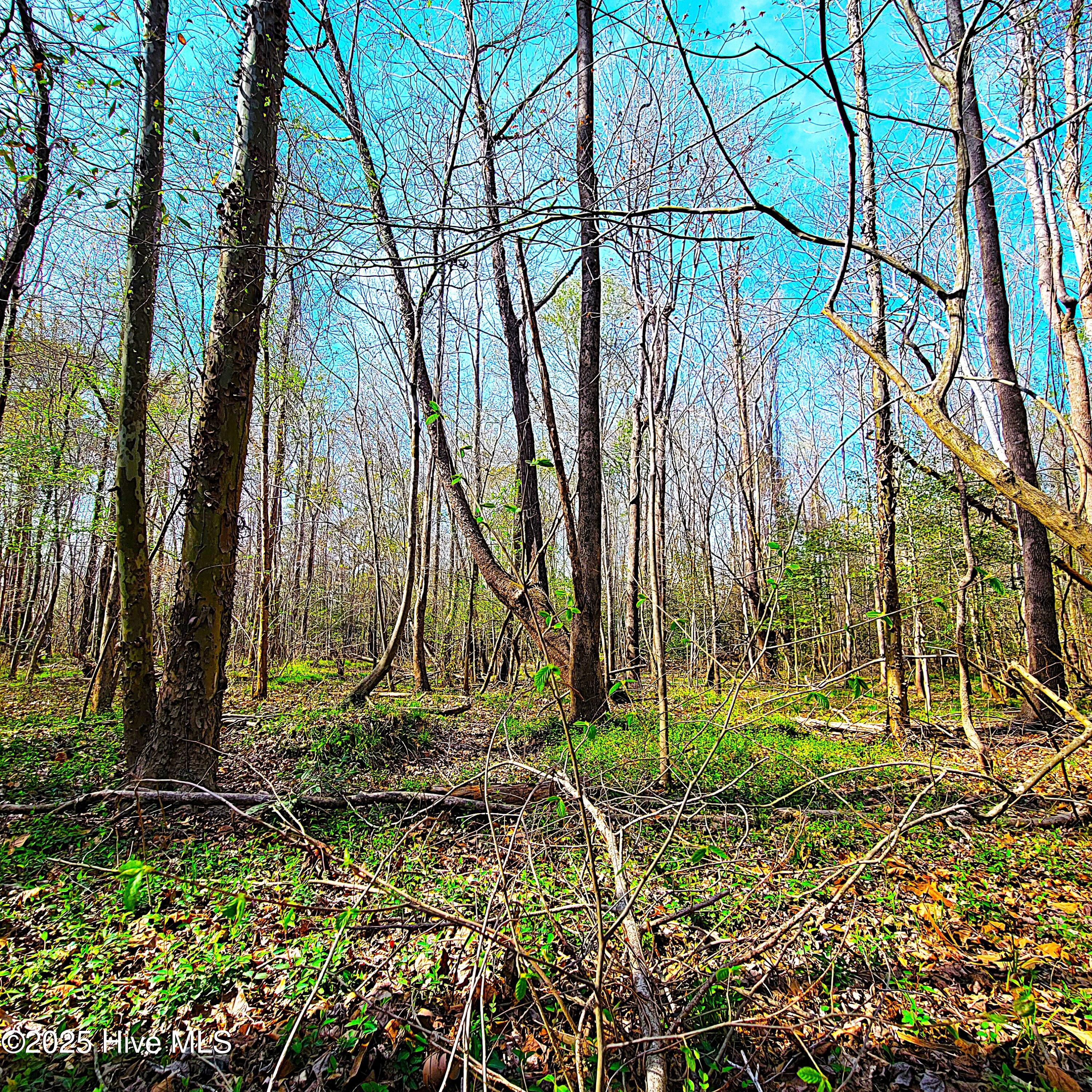 84 Acre Private Island, Cape Fear Rive Property Photo 25