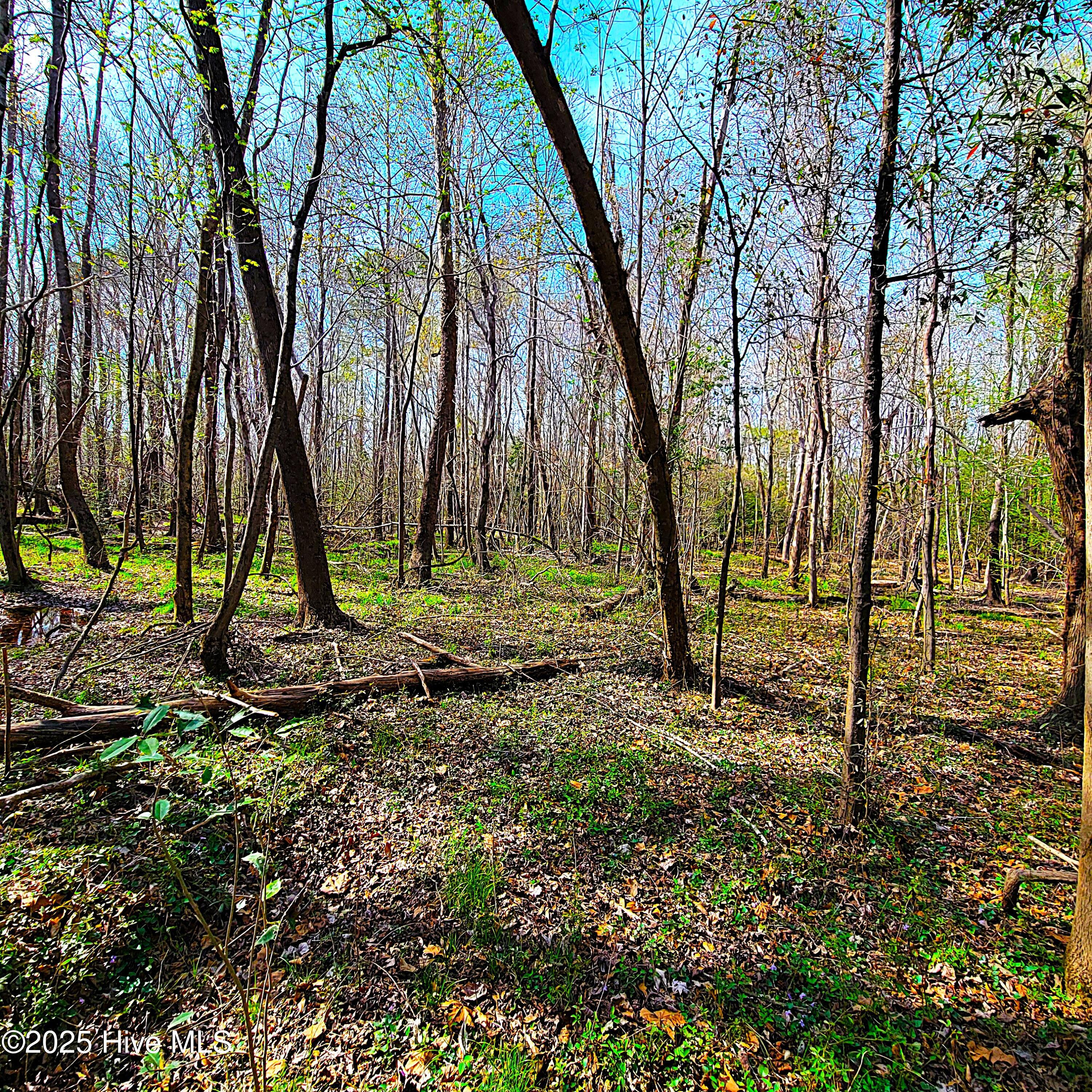 84 Acre Private Island, Cape Fear Rive Property Photo 26