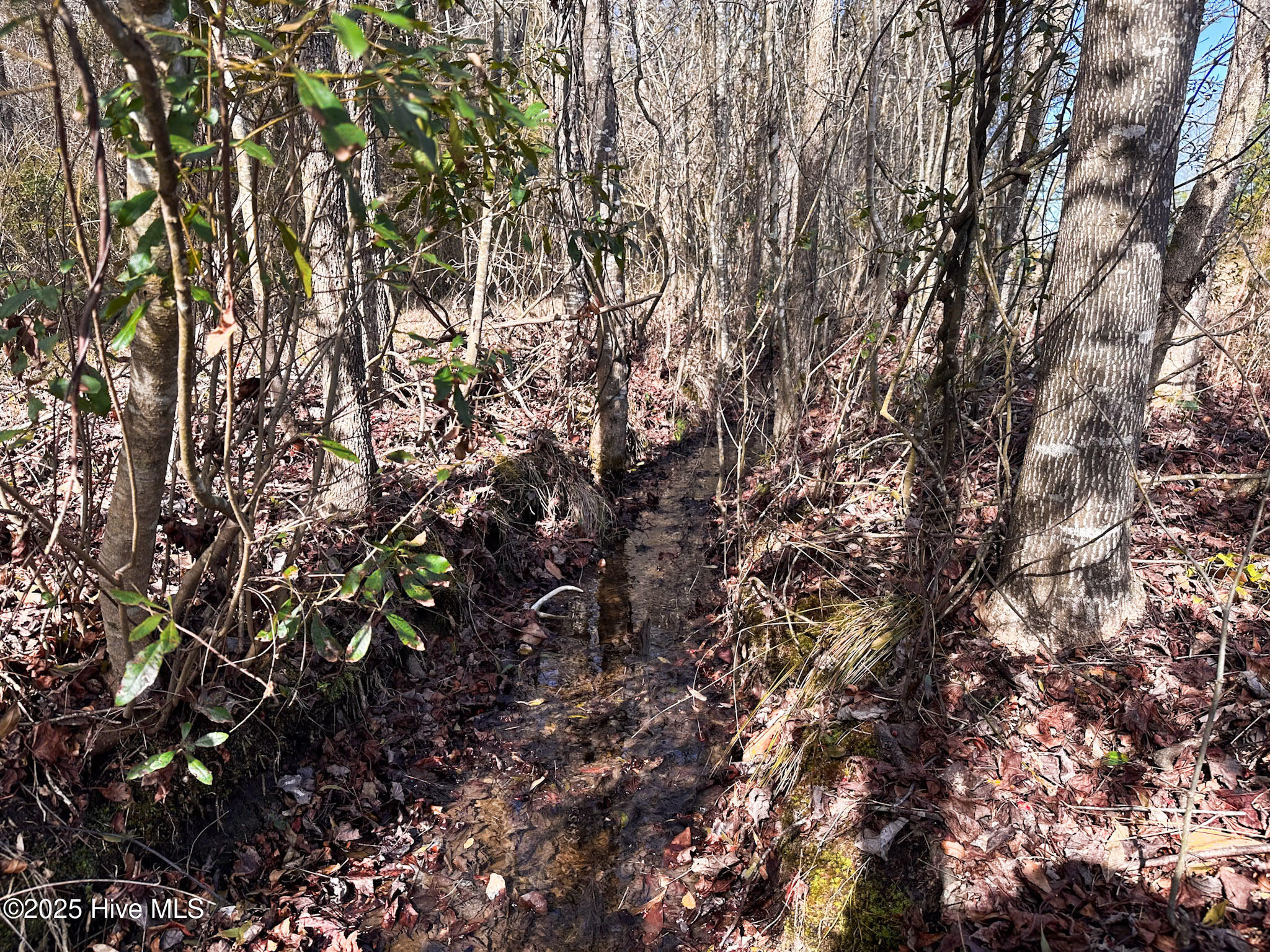 #1 Snake Road Property Photo 6