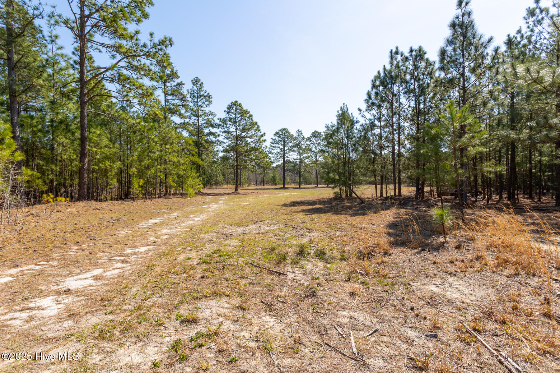 210 Palmer Grey Court Property Photo 6