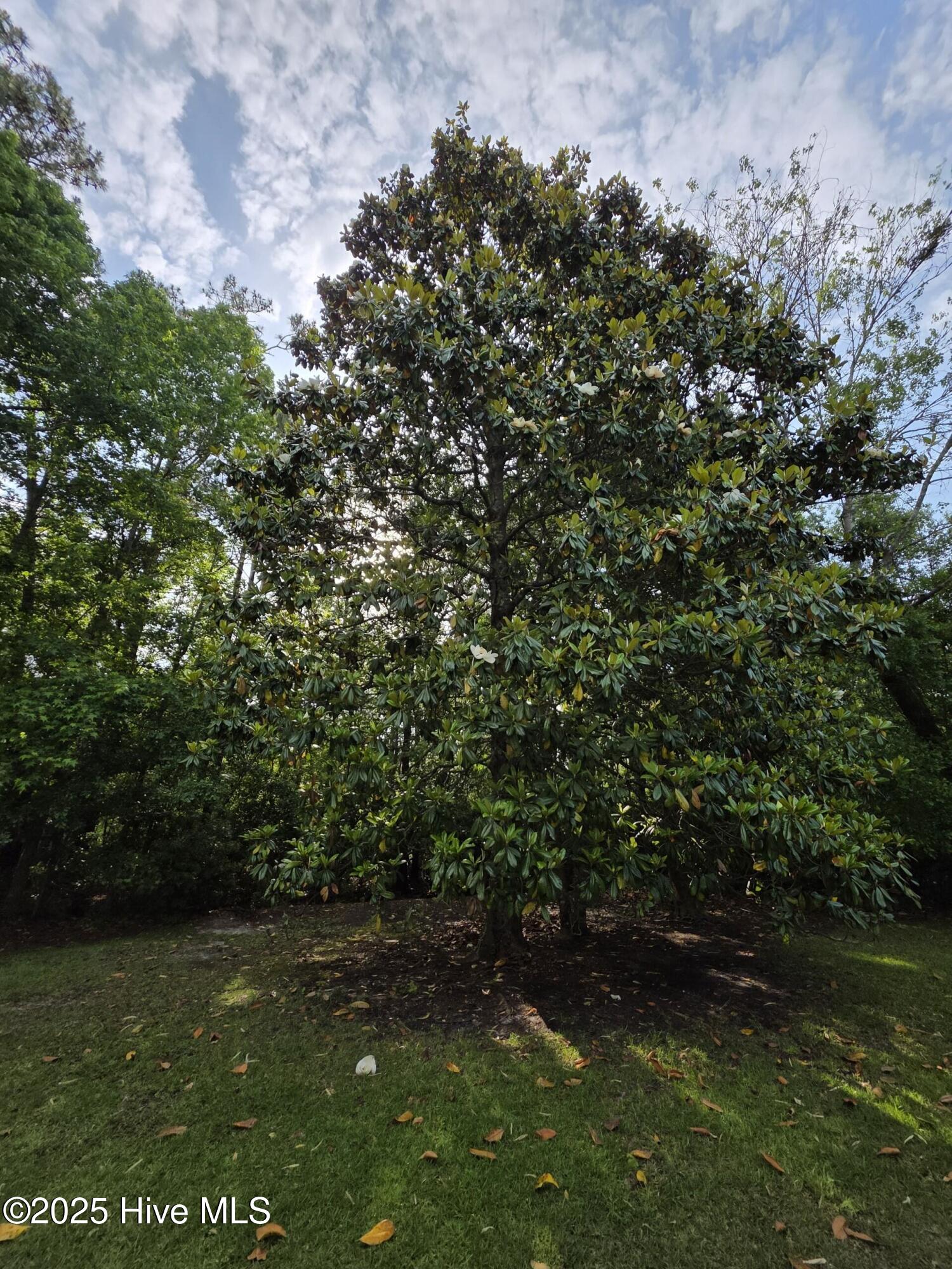 709 Saw Grass Road Property Photo 48