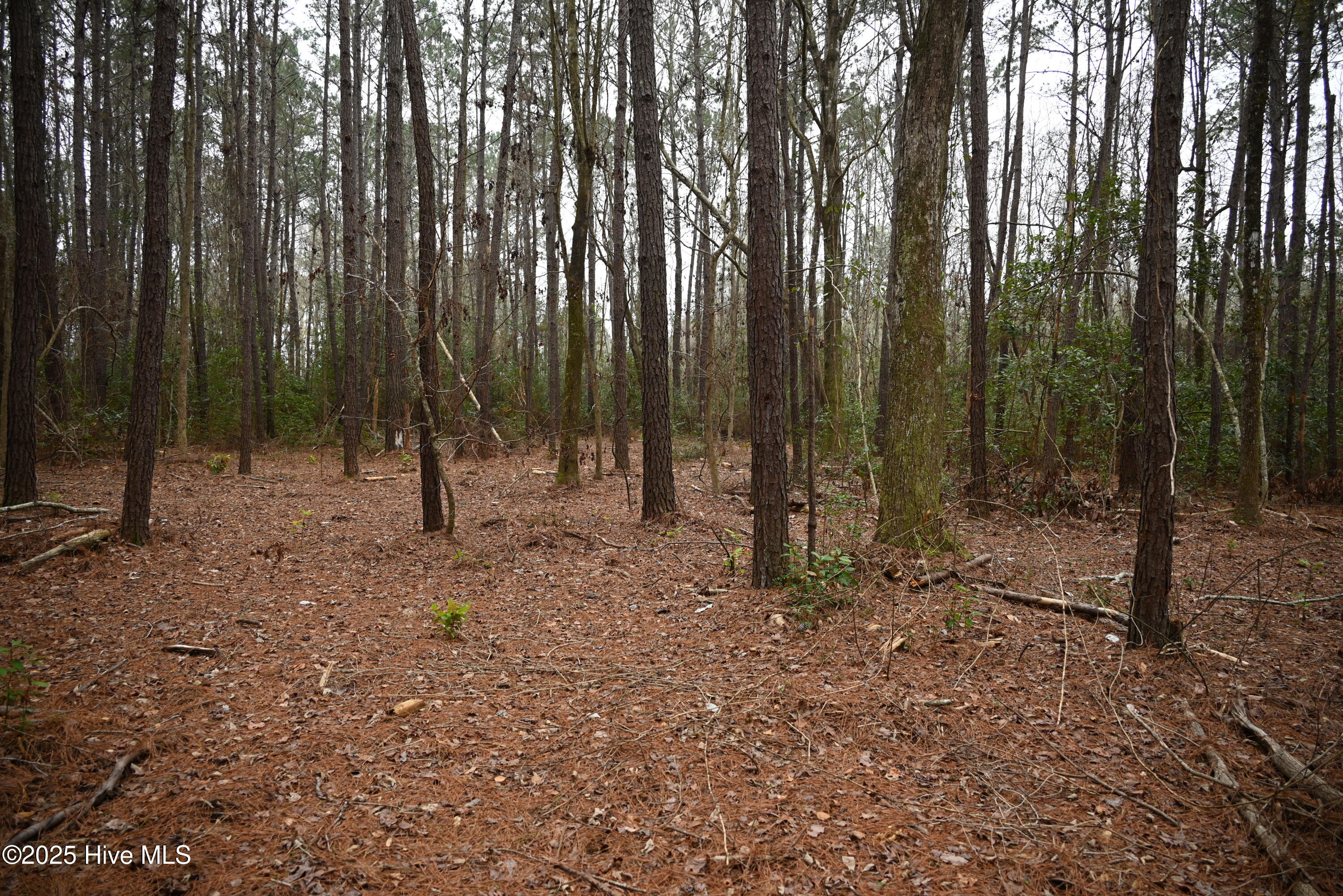 270 Long Leaf Hills Drive Property Photo 19