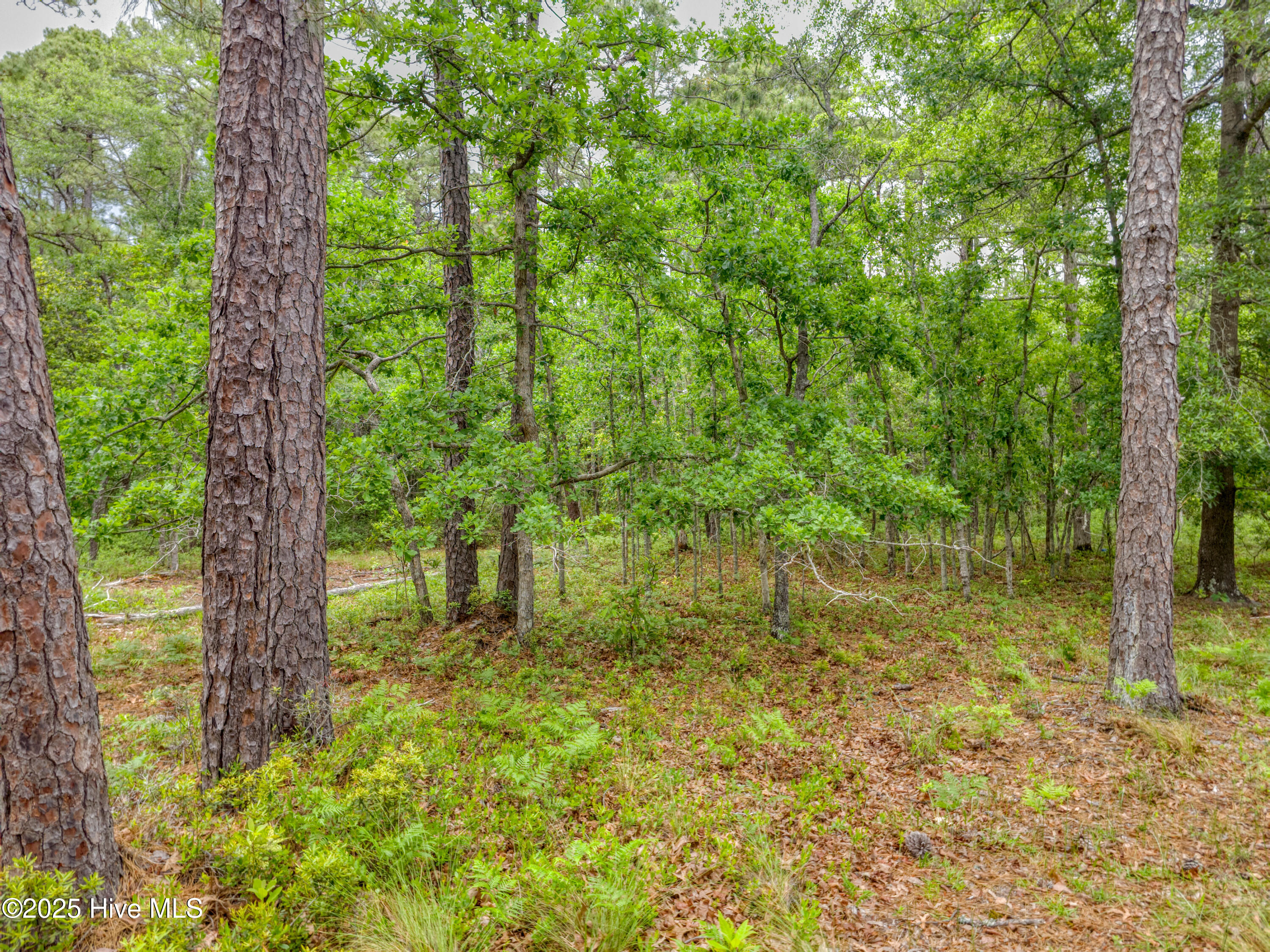 2302 Caracara Drive Property Photo 4