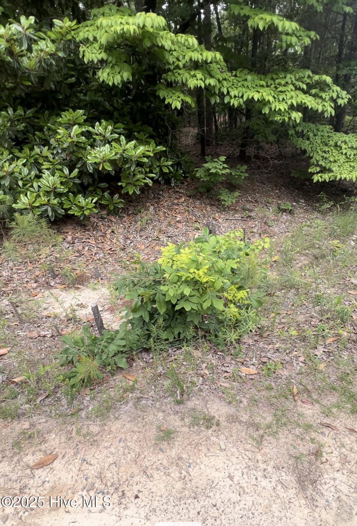 0 Jones Street Property Photo