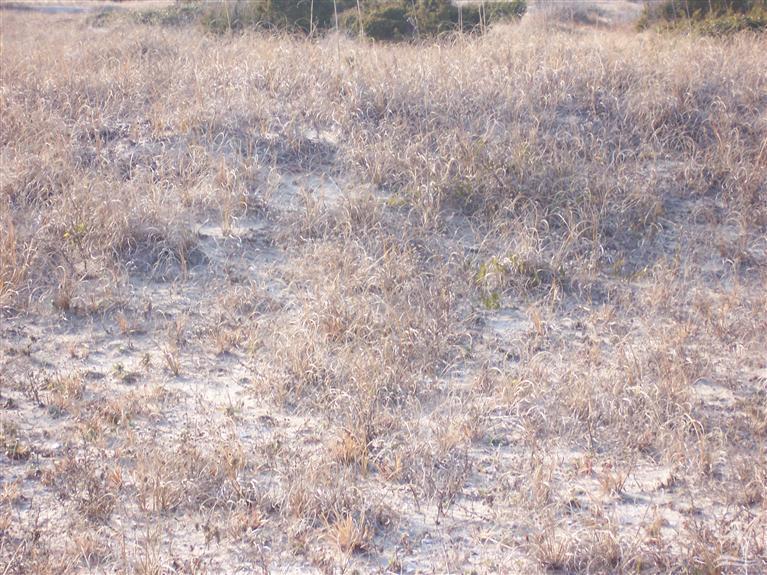 26 Black Skimmer Trail Property Photo 3