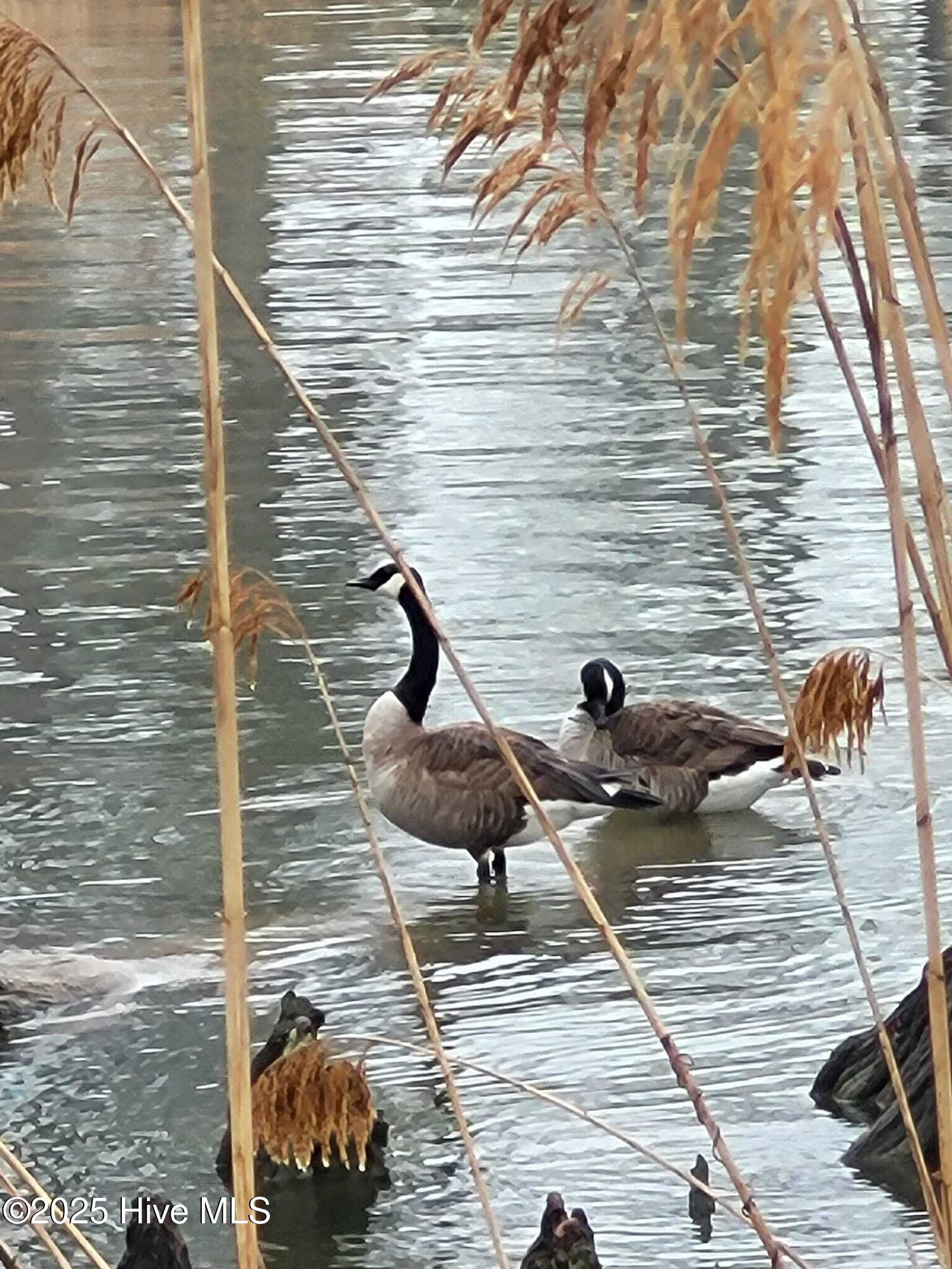 Jj60 Paint Lane Property Photo 14