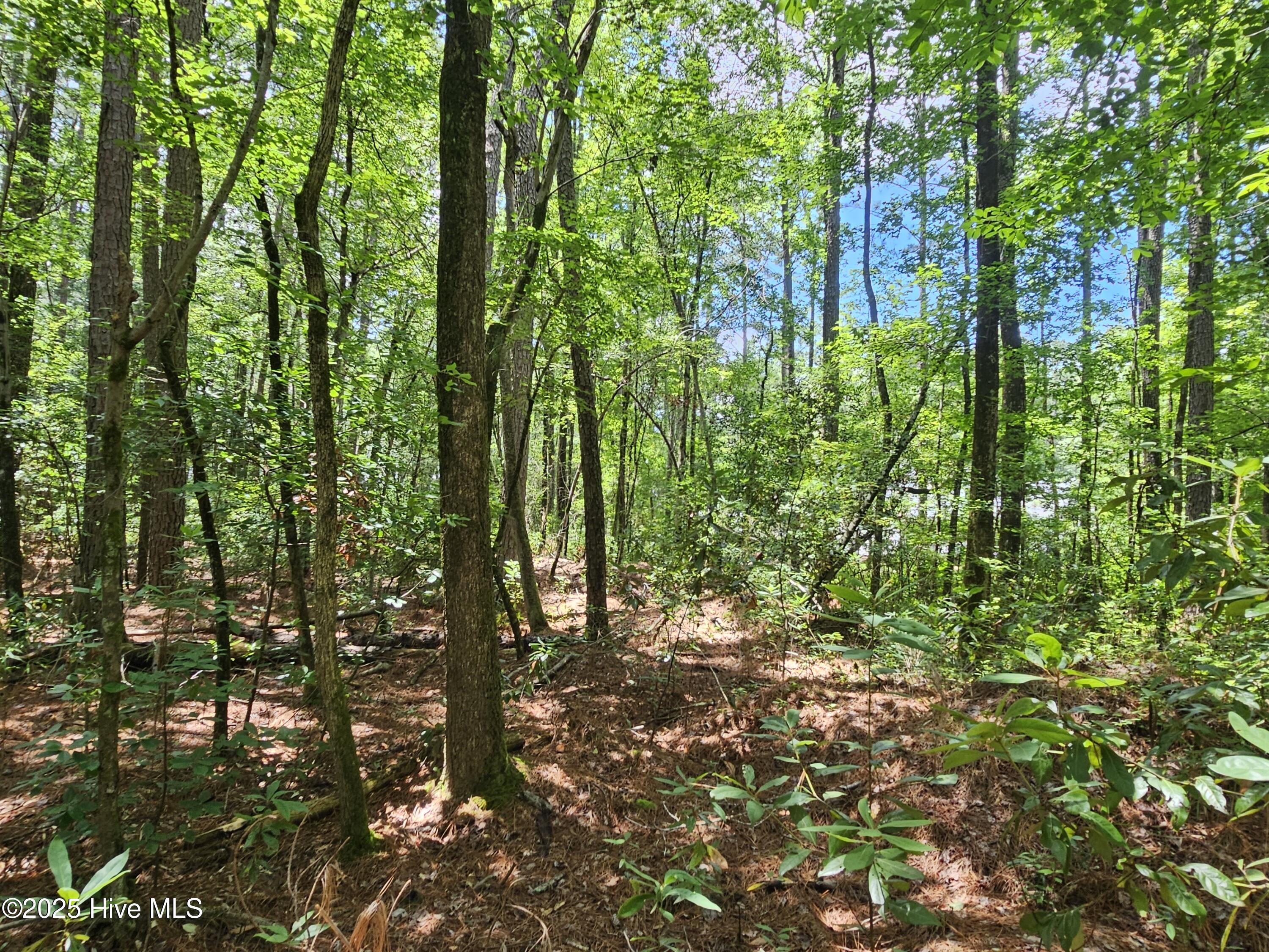 1429 Forest Acres Drive Property Photo 6