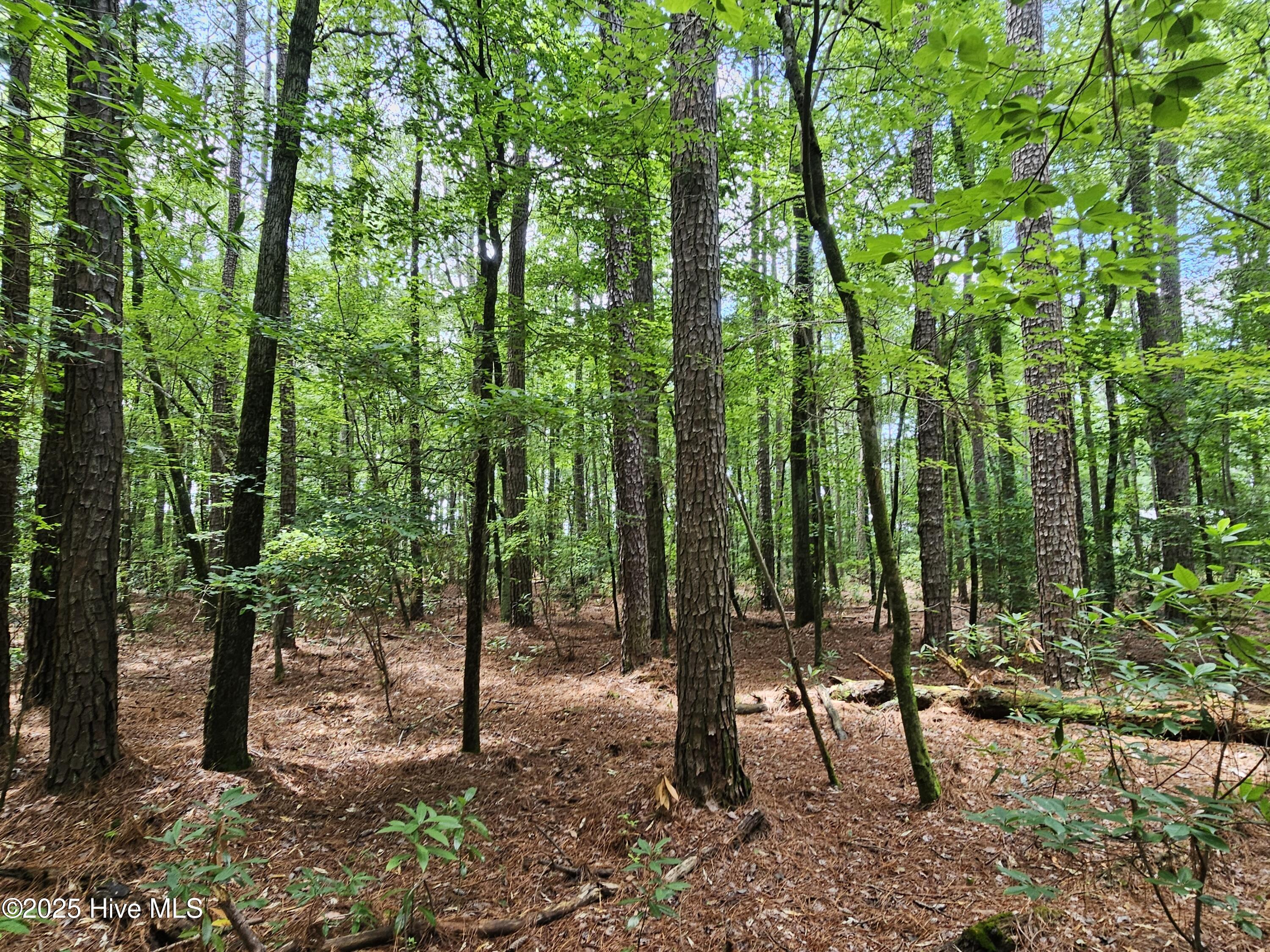 1429 Forest Acres Drive Property Photo 7