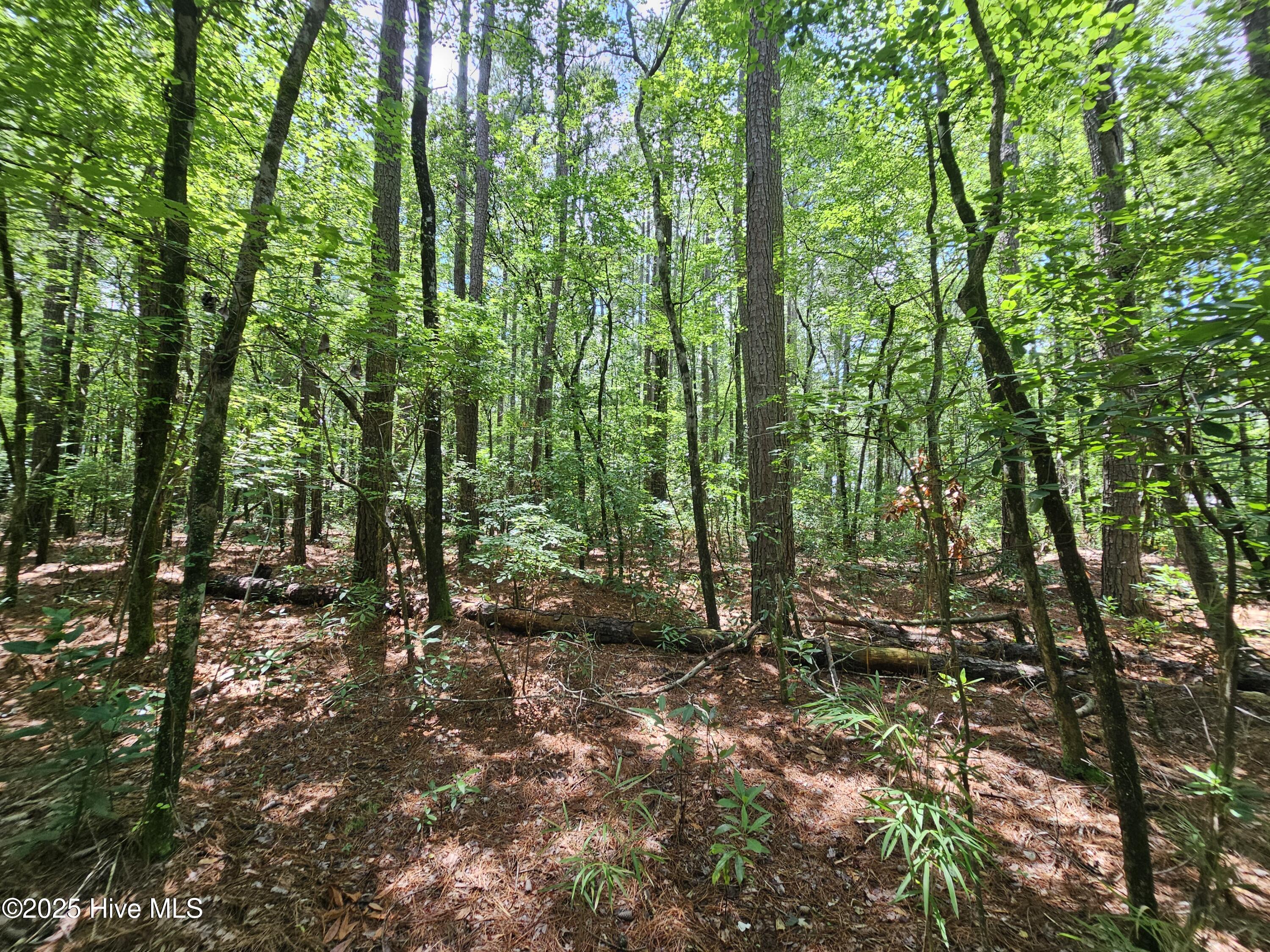 1429 Forest Acres Drive Property Photo 8