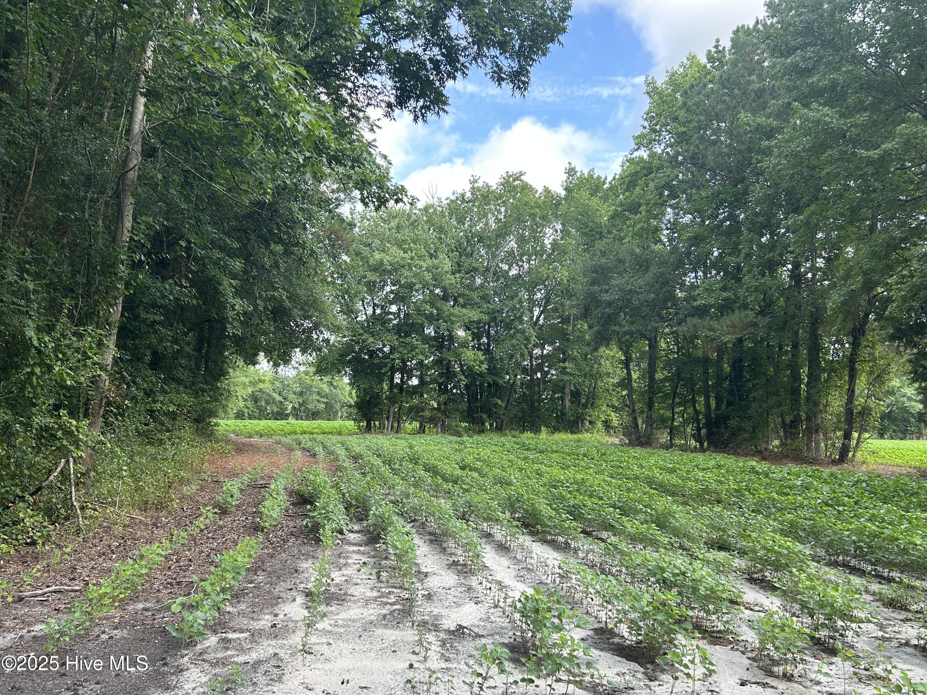 Tbd Centerville Ch Road Property Photo 13