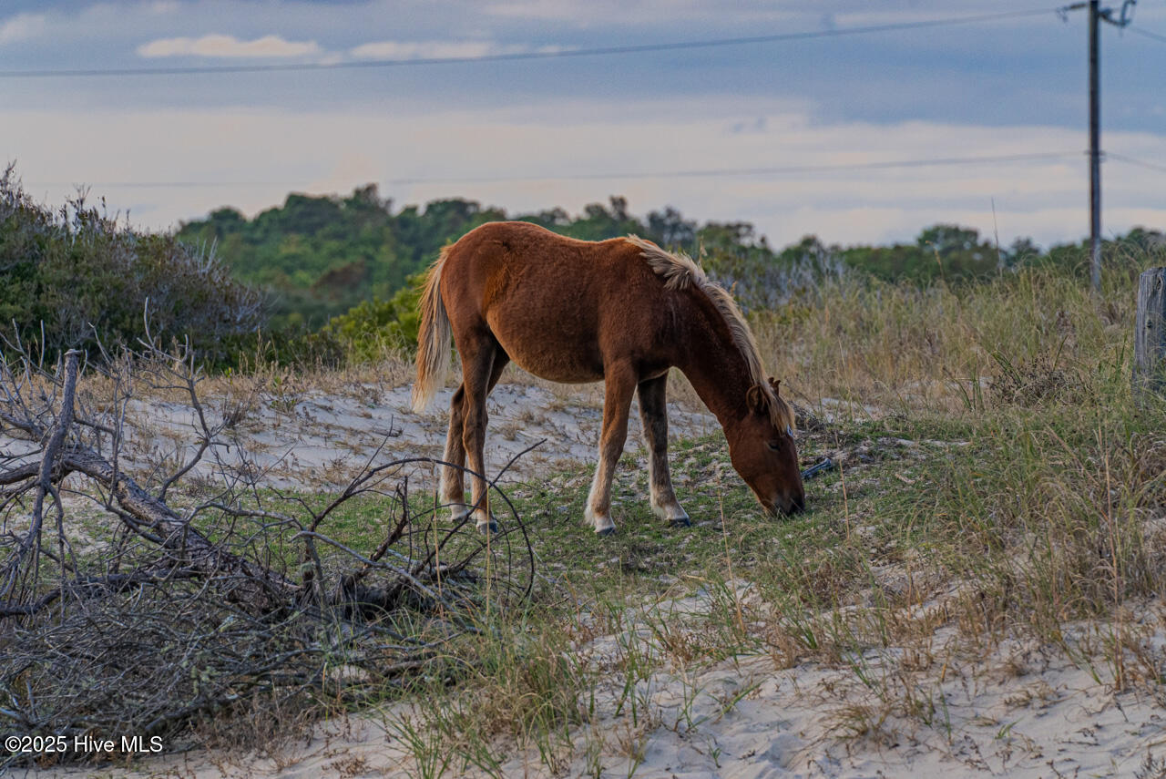574 Live Oak Court Property Photo 12