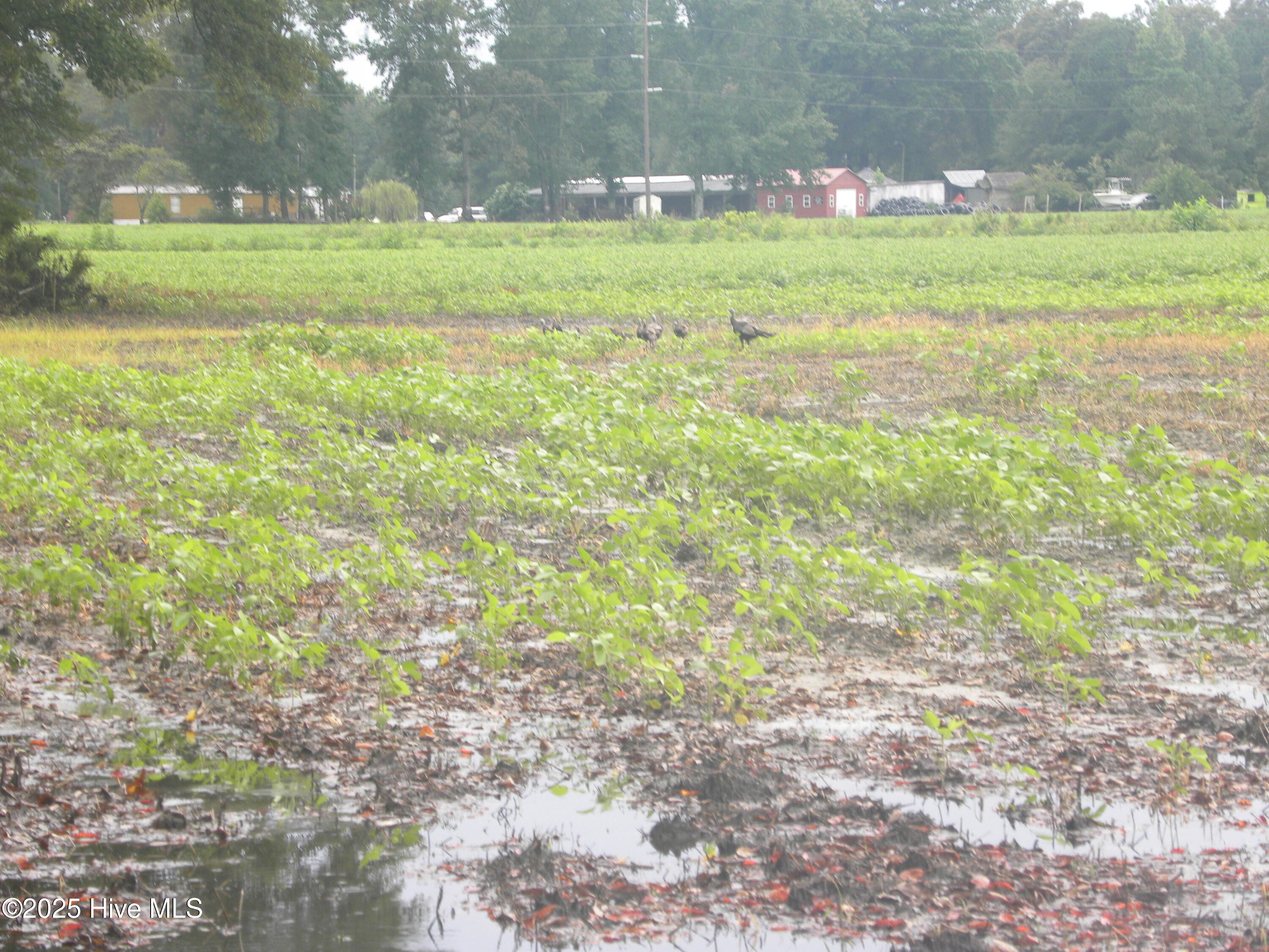 Tbd Conetoe Road Property Photo 5