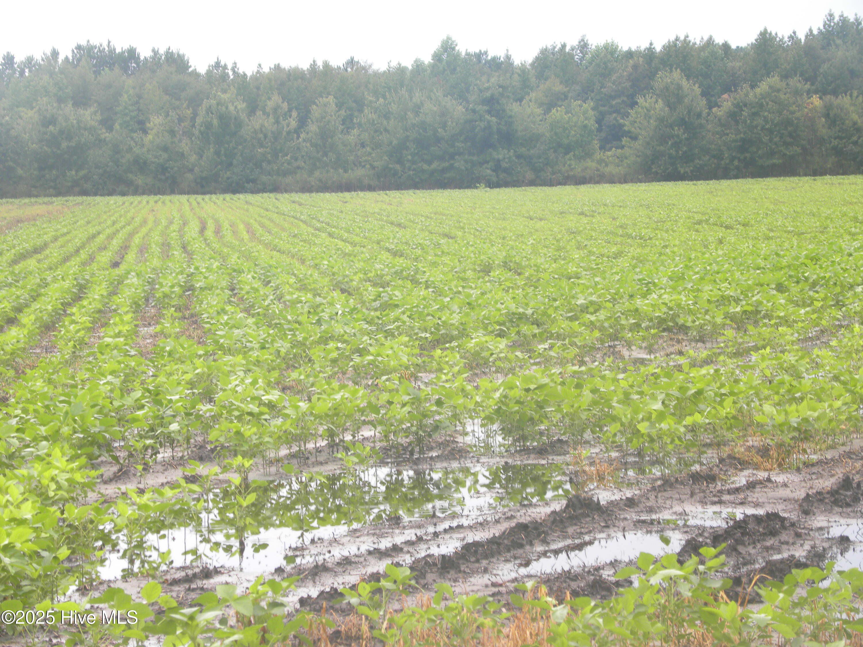 Tbd Conetoe Road Property Photo 6