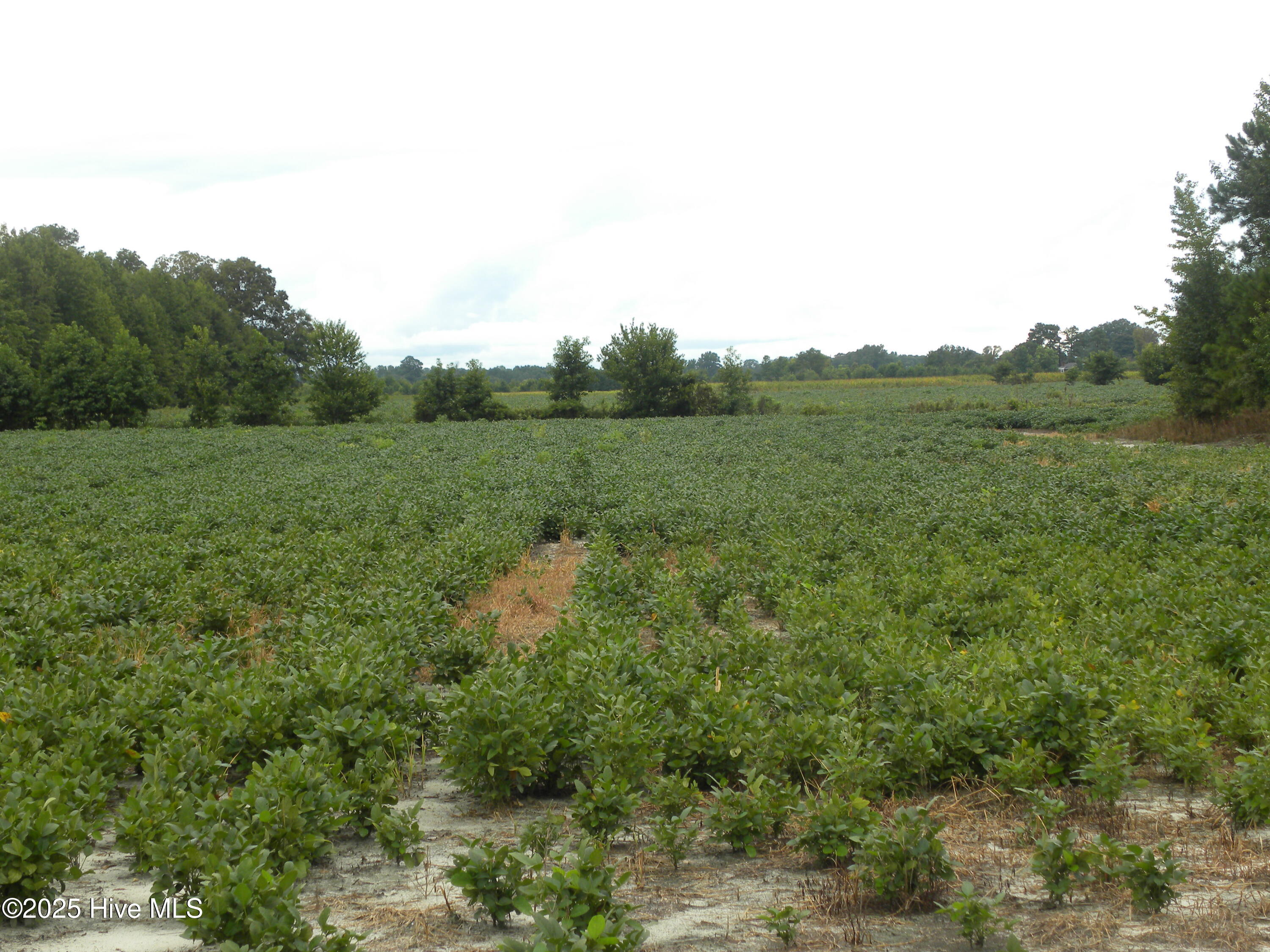 Tbd Conetoe Road Property Photo 11