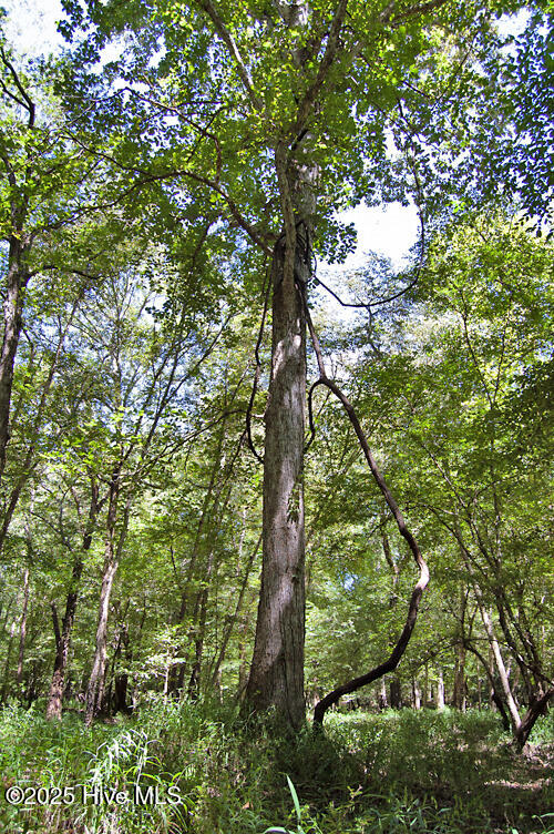 0 Nc Highway 33 Property Photo 38