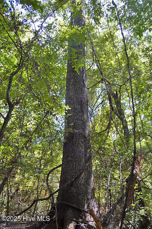 0 Nc Highway 33 Property Photo 74