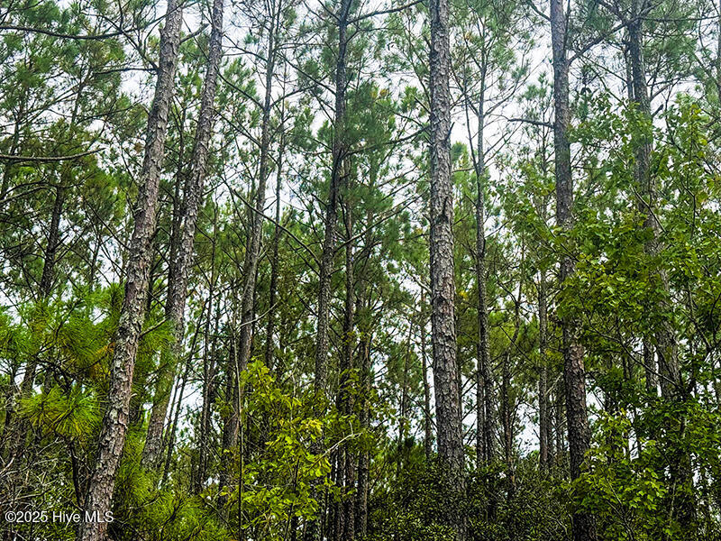 0 Middle Bay Road Road Property Photo 13