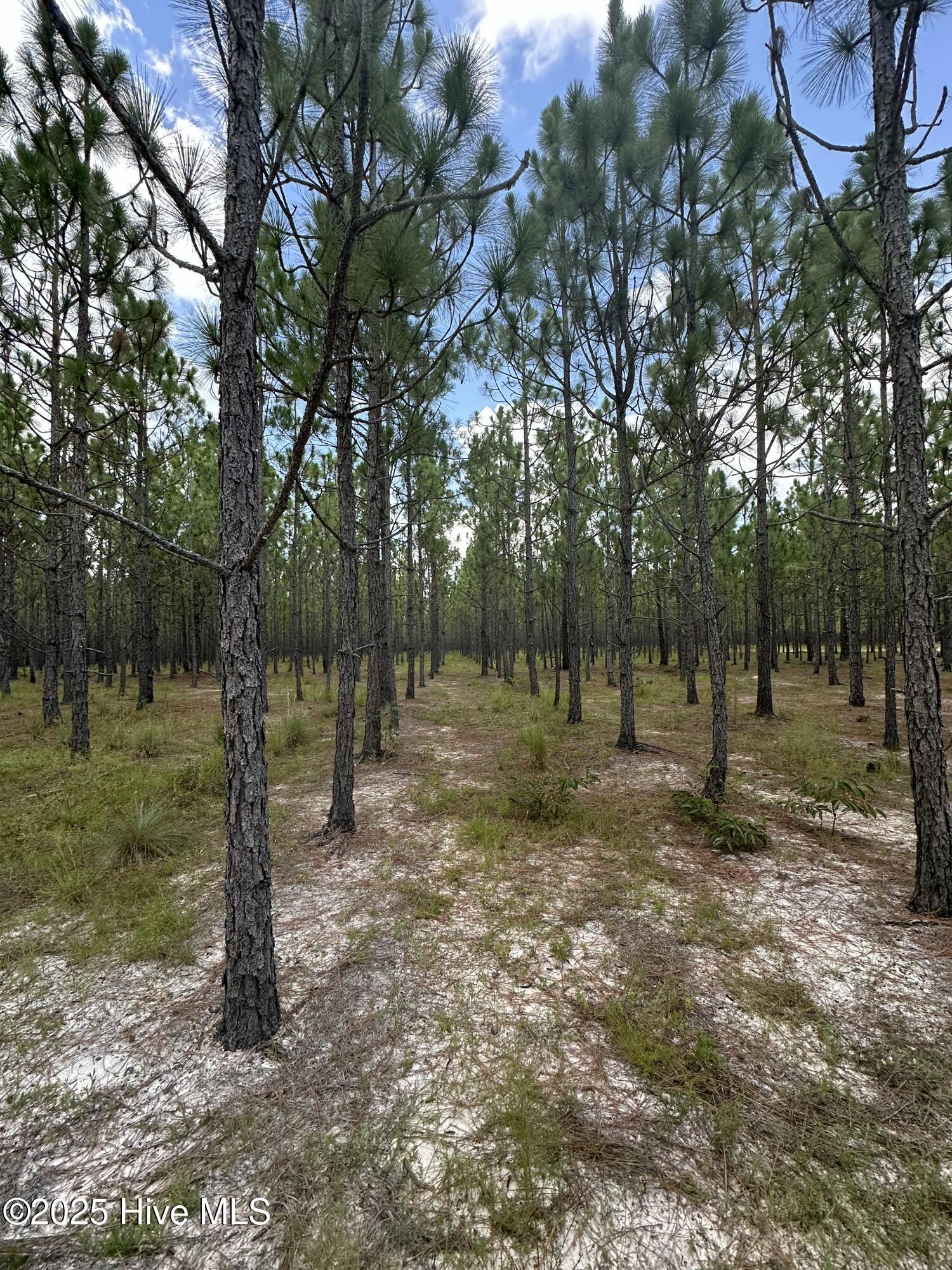 250 Long Bluff Road Property Photo 15