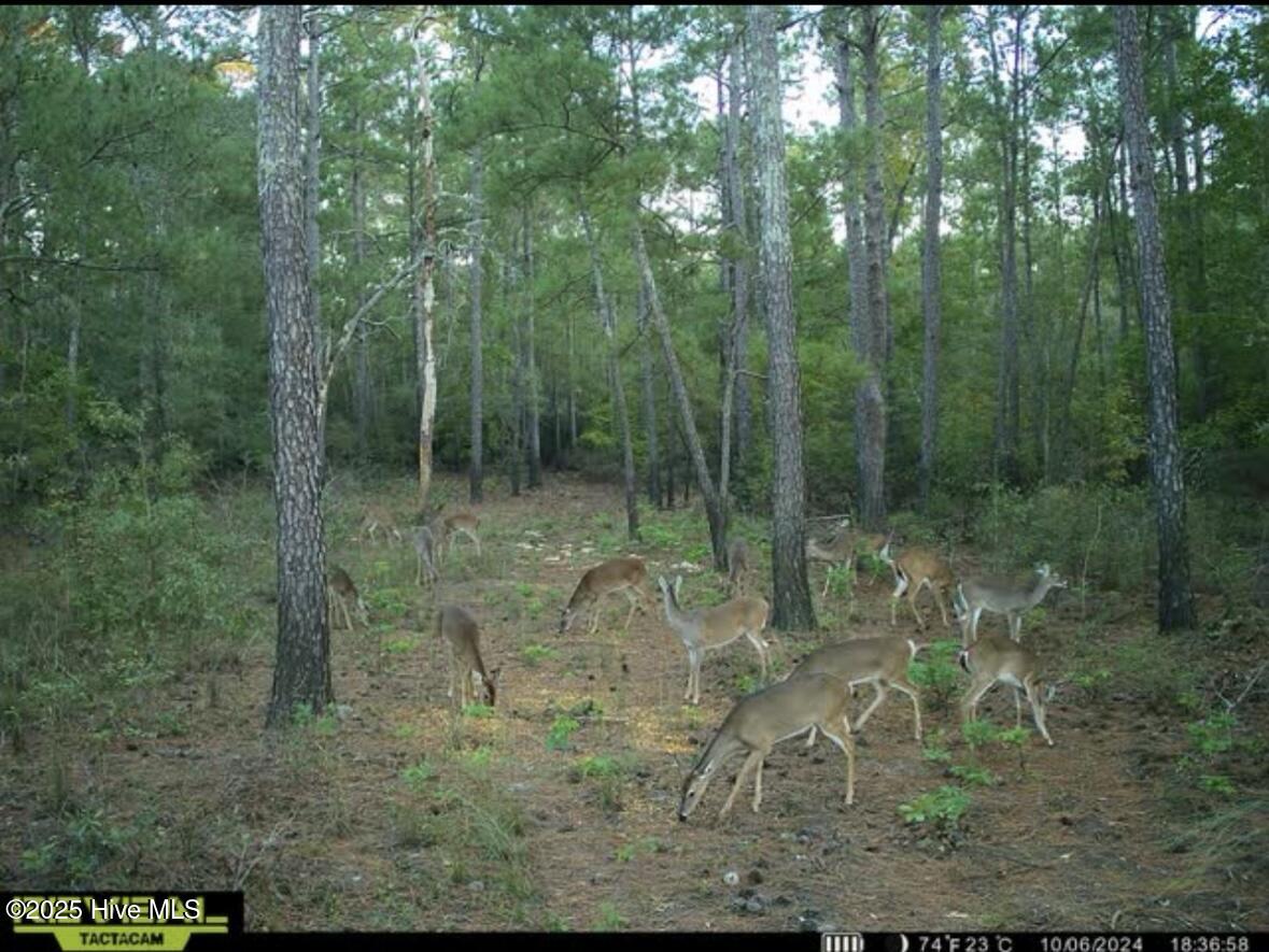 250 Long Bluff Road Property Photo 36