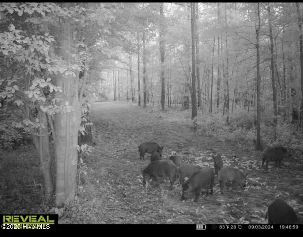 250 Long Bluff Road Property Photo 45