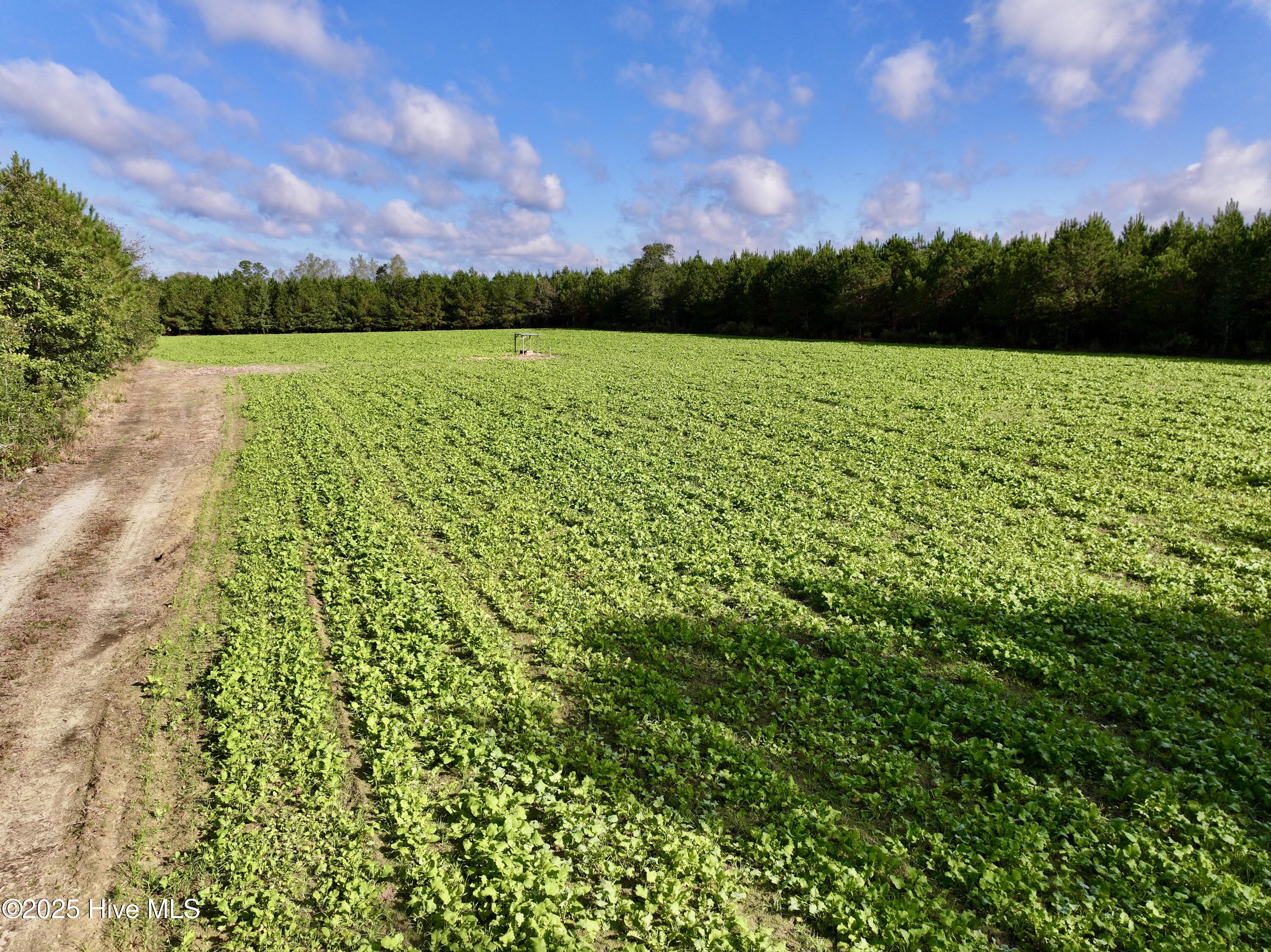 0 Atkinson Cemetery Road Property Photo 10