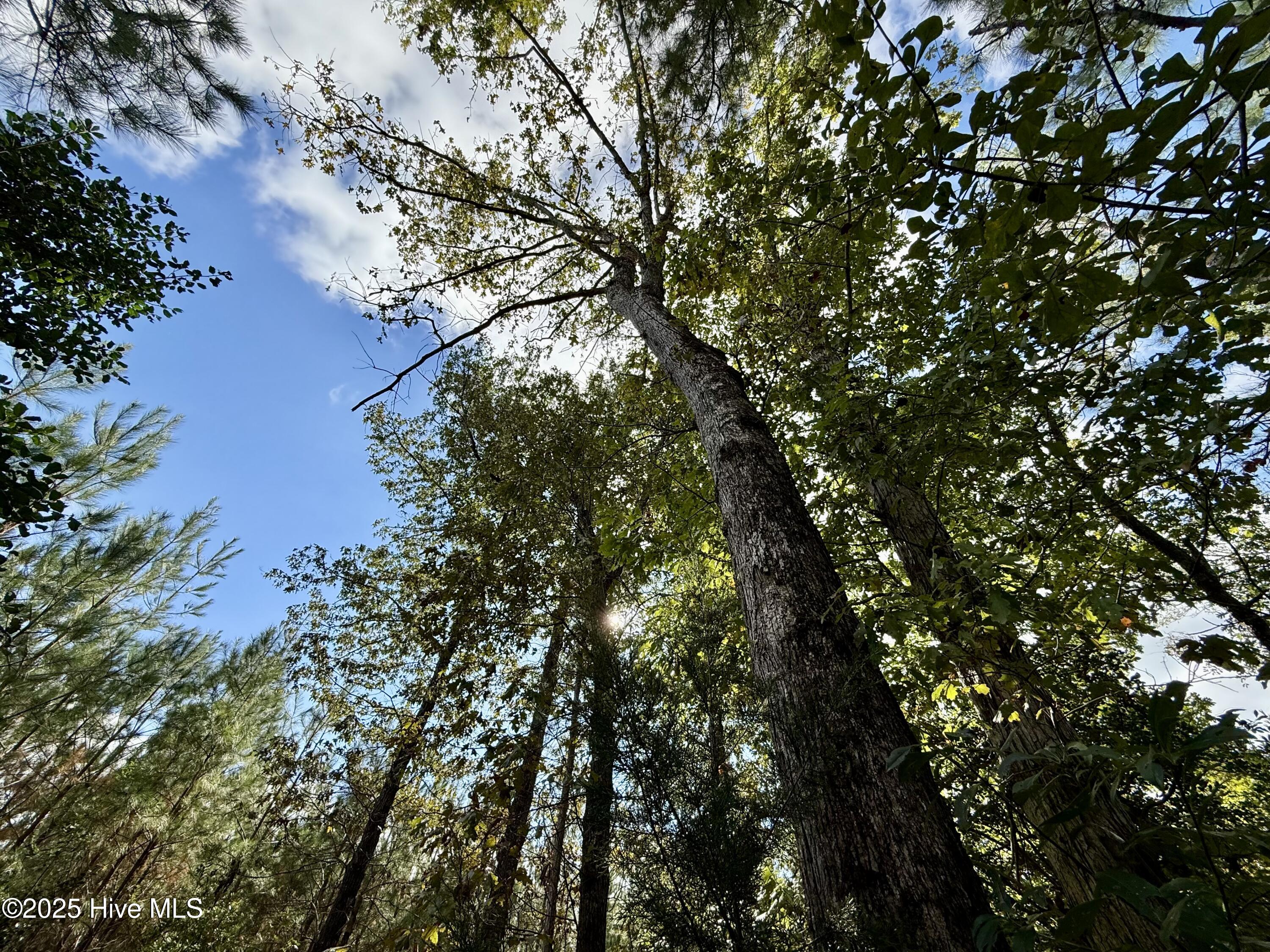 0 Atkinson Cemetery Road Property Photo 21
