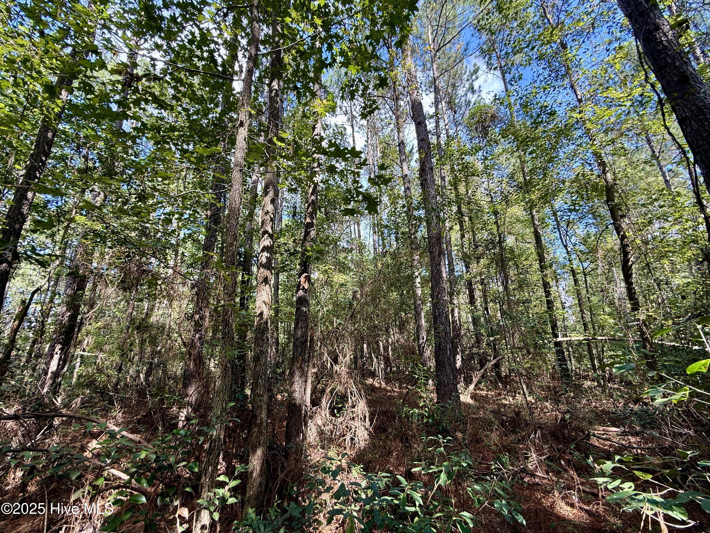 0 Atkinson Cemetery Road Property Photo 37