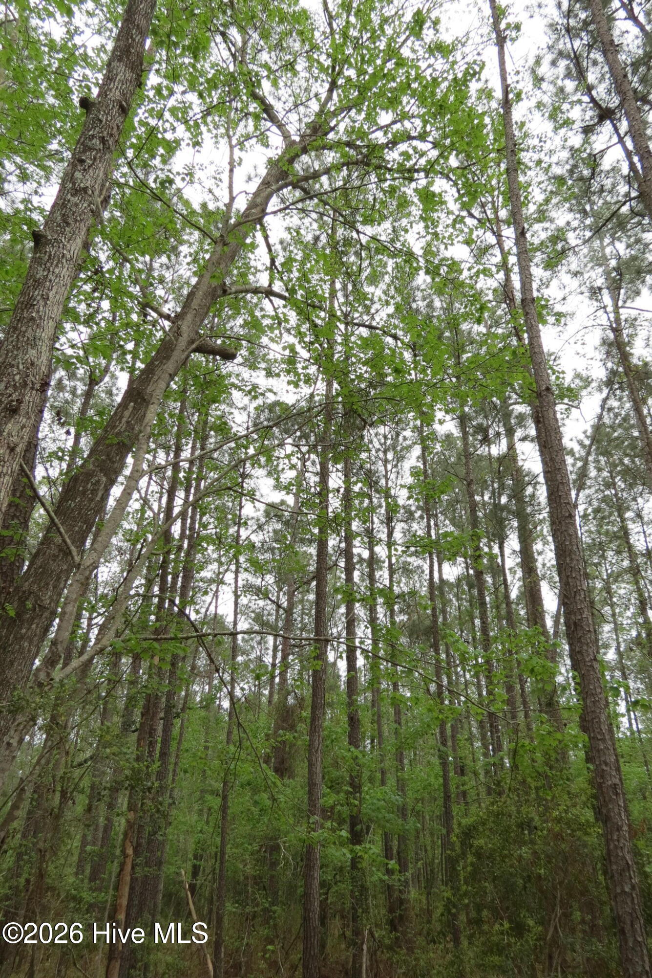 336 13 Mills Road Property Photo 11